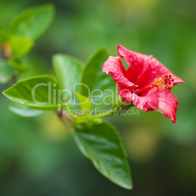 Chinese red rose on a green tree