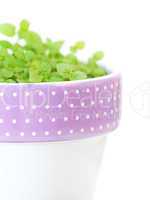 mint in a pot isolated on white