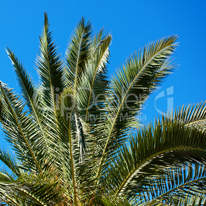 palm tree on the background southern blue sky