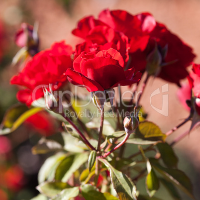 background of beautiful roses in the garden