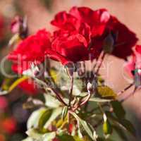 background of beautiful roses in the garden