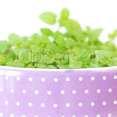 mint in a pot isolated on white