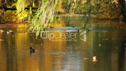 Autumn pond and ducks