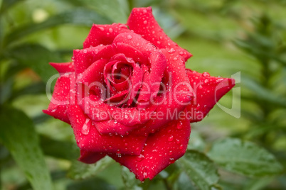 Flowering roses after the rain