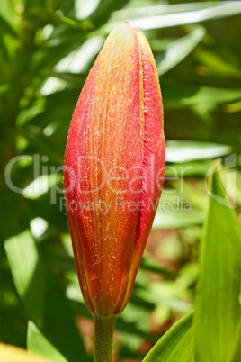 Pink lily bud in flowerbed