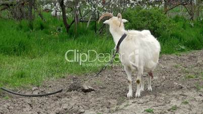 goat on green meadow # 1 (life sound)