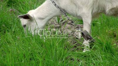 goat on green meadow # 2 (life sound)