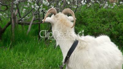 goat on green meadow # 5 (life sound)