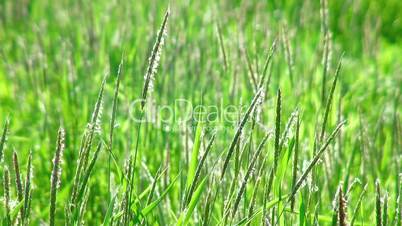 Green grass swaying in the wind. (life sound)
