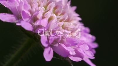 wild pink chrysanthemum