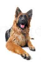 german shepherd