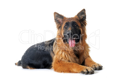 german shepherd