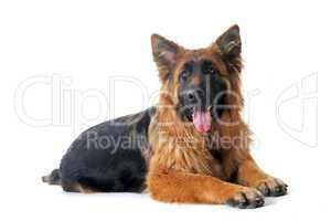 german shepherd