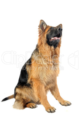 german shepherd