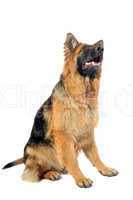 german shepherd