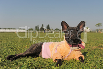 french bulldog in dress