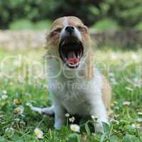 yawning puppy chihuahua