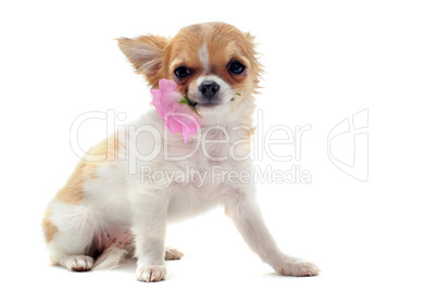 puppy chihuahua and flower