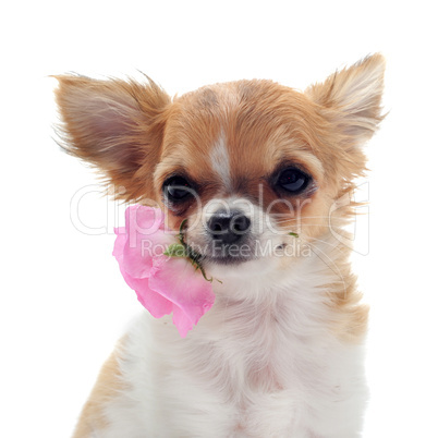 puppy chihuahua and flower