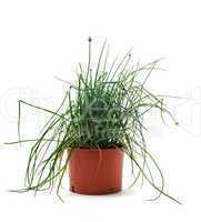 Chives in pot isolated