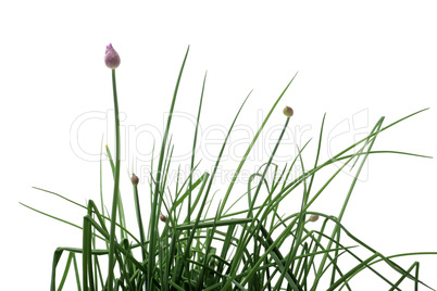 Chives isolated