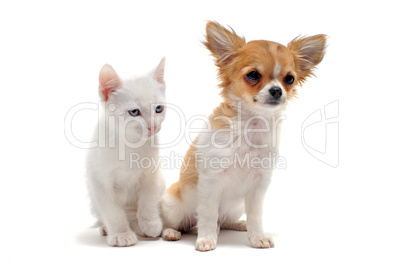 puppy chihuahua and kitten