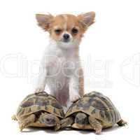 puppy chihuahua and turtles