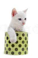 white kitten in a box