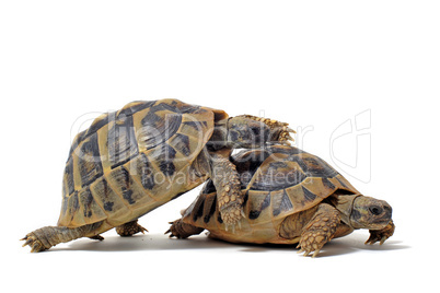 Tortoises having sex