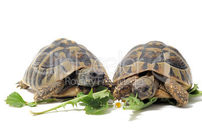 Tortoises eating