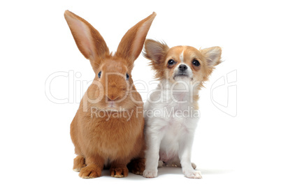 puppy chihuahua and bunny