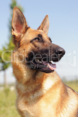 german shepherd