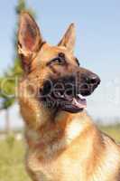 german shepherd