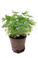 parsley in pot isolated