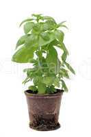basil in pot isolated