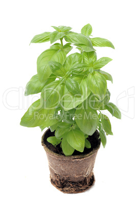 basil in pot isolated