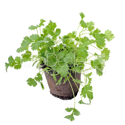 cilantro in pot isolated