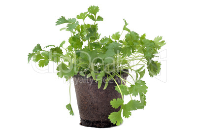 cilantro in pot isolated
