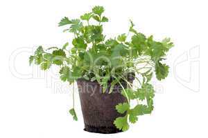 cilantro in pot isolated