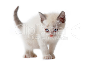 white siamese kitten