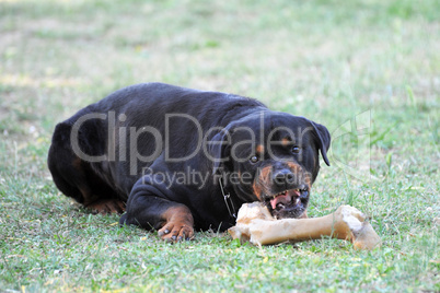 angry rottweiler