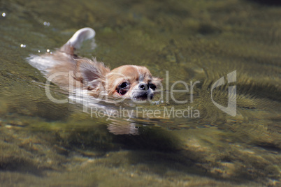 swimming chihuahua