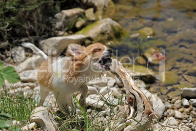 playing puppy chihuahua