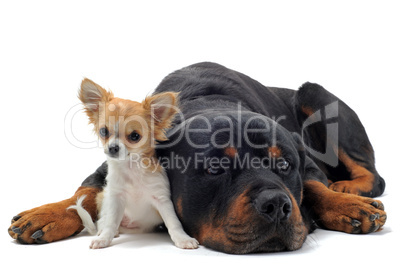 rottweiler and puppy chihuahua