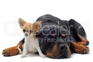 rottweiler and puppy chihuahua