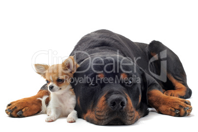 rottweiler and puppy chihuahua