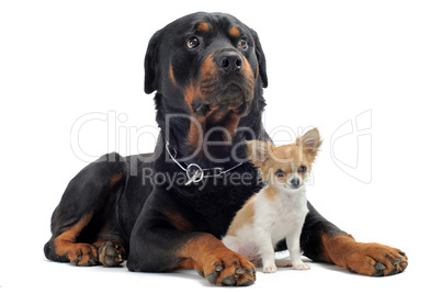 rottweiler and puppy chihuahua