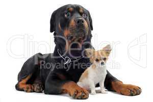 rottweiler and puppy chihuahua