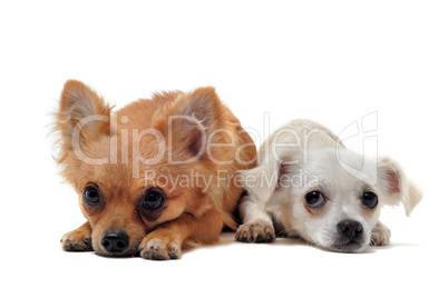 two chihuahuas