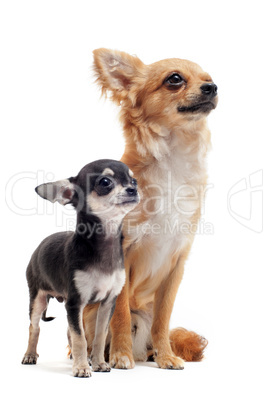 puppy and adult chihuahua